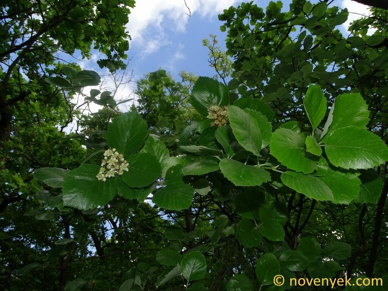 Karpatiosorbus balatonica