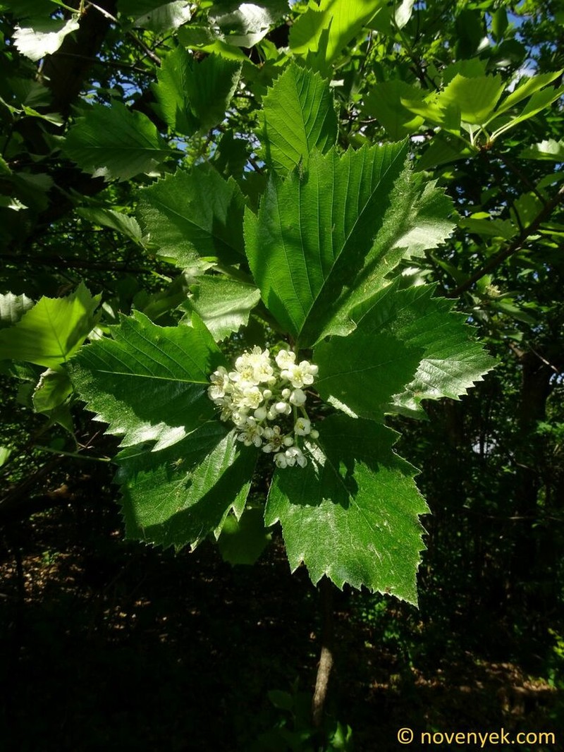 Karpatiosorbus barabitsii