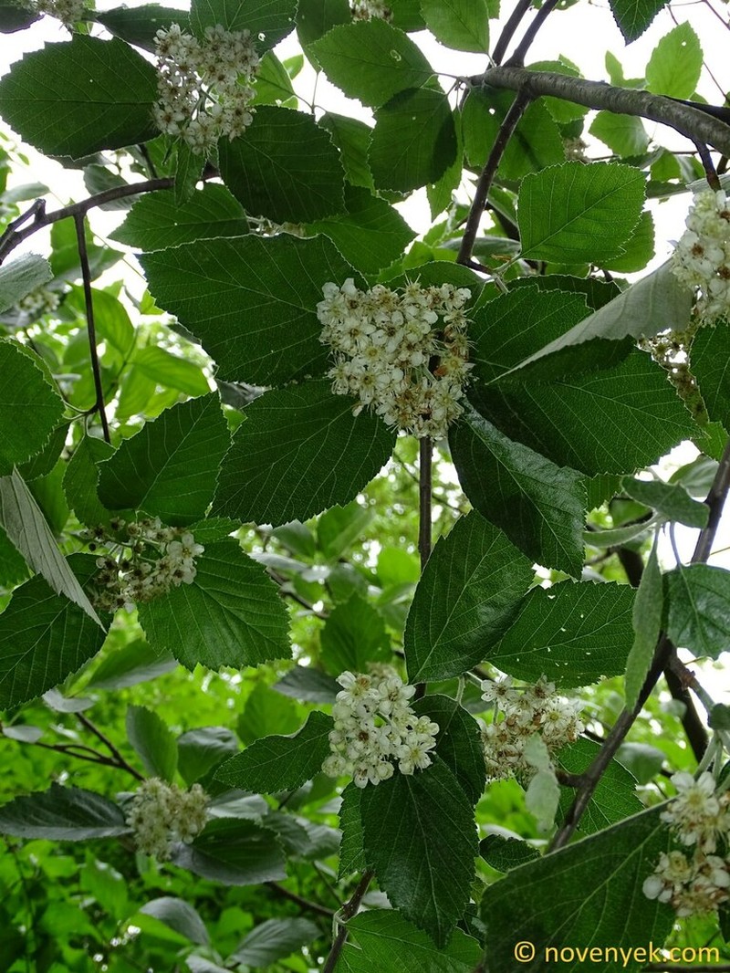 Karpatiosorbus barthae