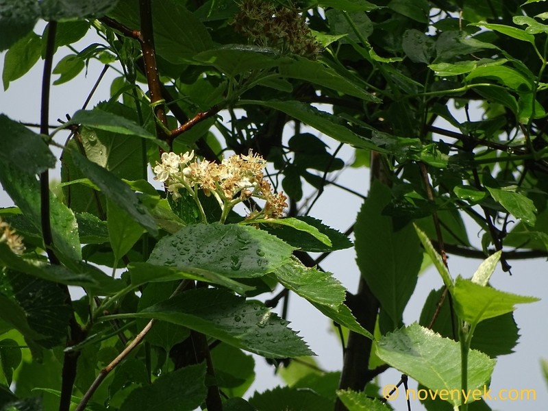 Karpatiosorbus barthae photo 3