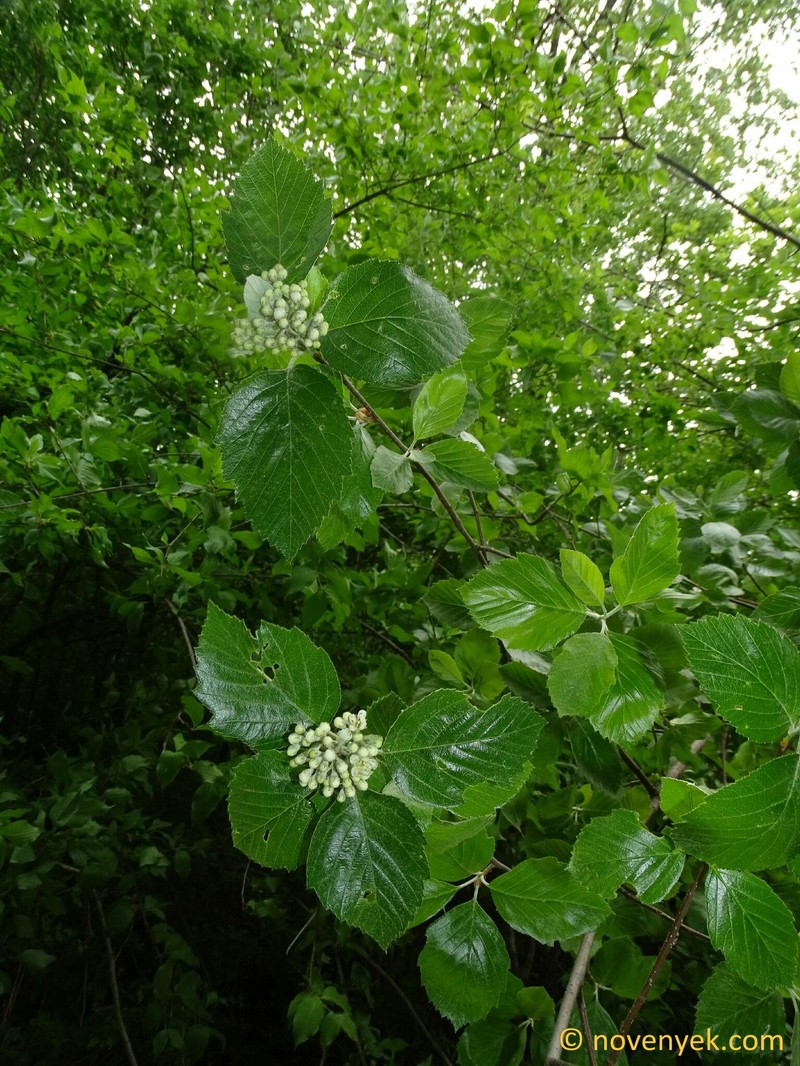 Karpatiosorbus barthae photo 5