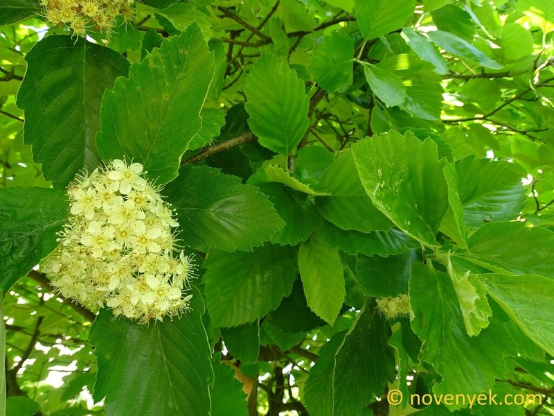 Karpatiosorbus bodajkensis photo 2