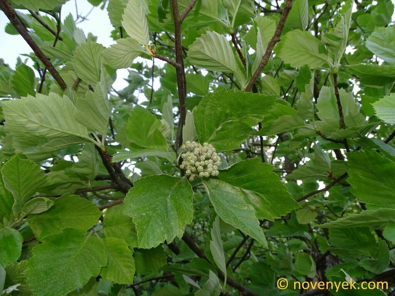 Karpatiosorbus bodajkensis photo 3