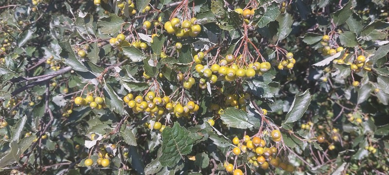 Karpatiosorbus bohemica