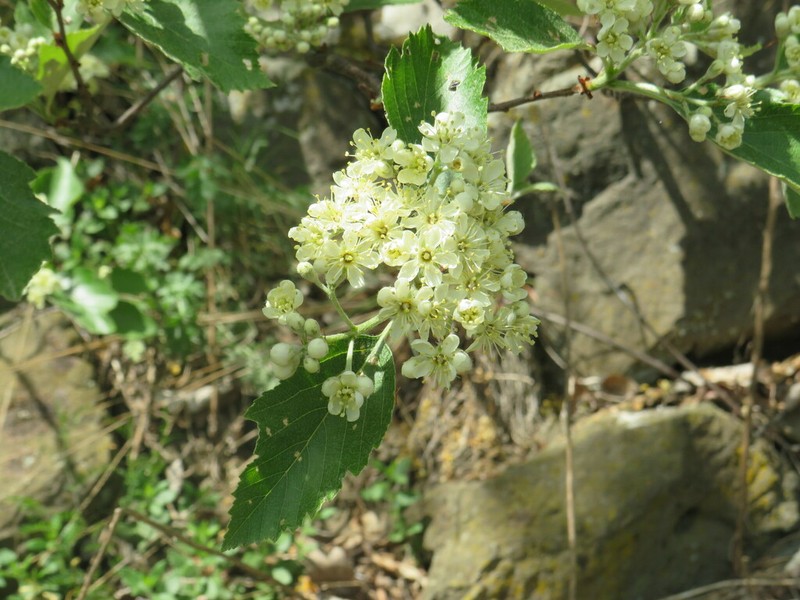 Karpatiosorbus bohemica photo 3