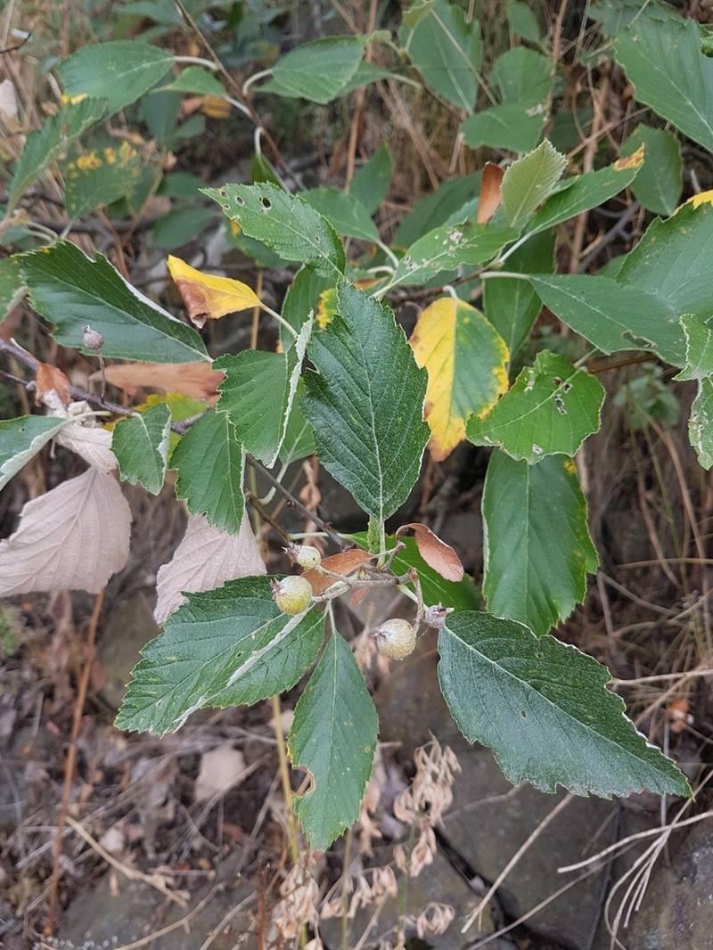 Karpatiosorbus bohemica photo 4