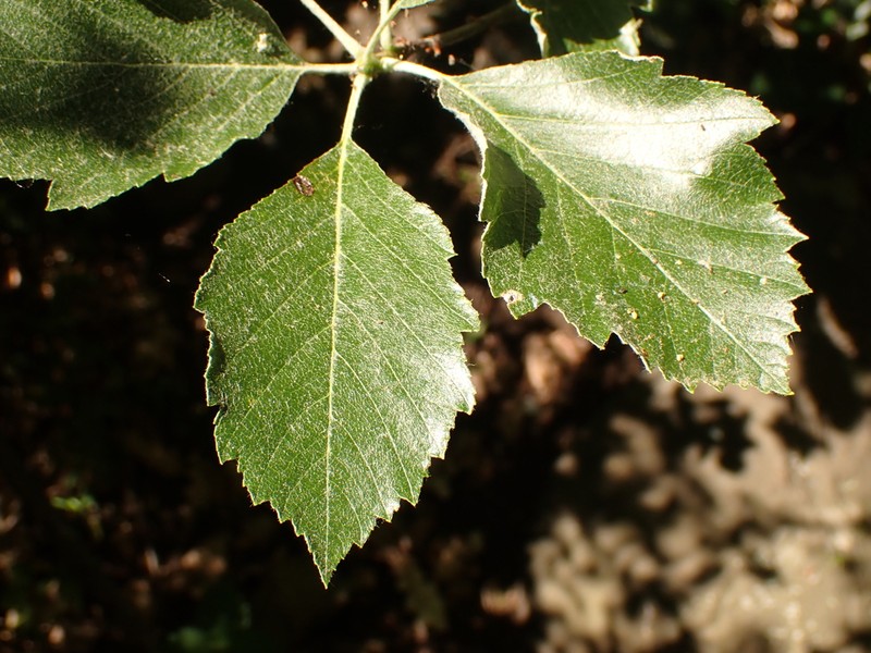 Karpatiosorbus bohemica photo 5