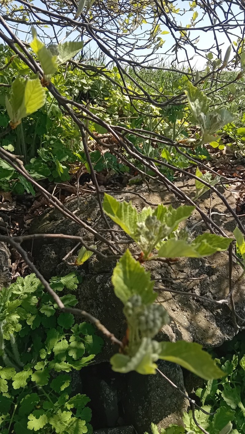 Karpatiosorbus bohemica photo 6