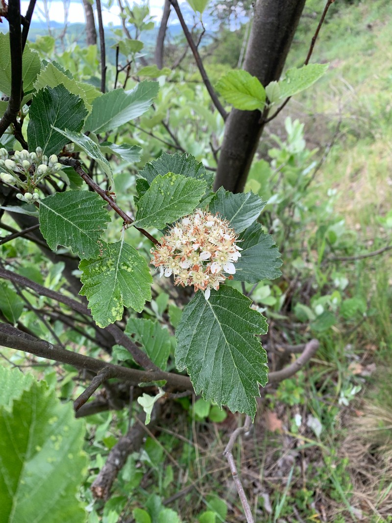 Karpatiosorbus bohemica photo 7