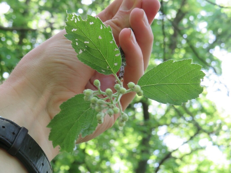 Karpatiosorbus bohemica photo 8