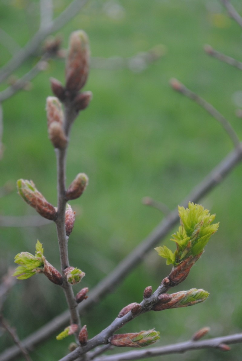 Karpatiosorbus bristoliensis