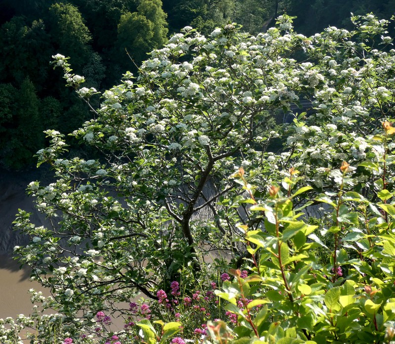 Karpatiosorbus bristoliensis photo 2