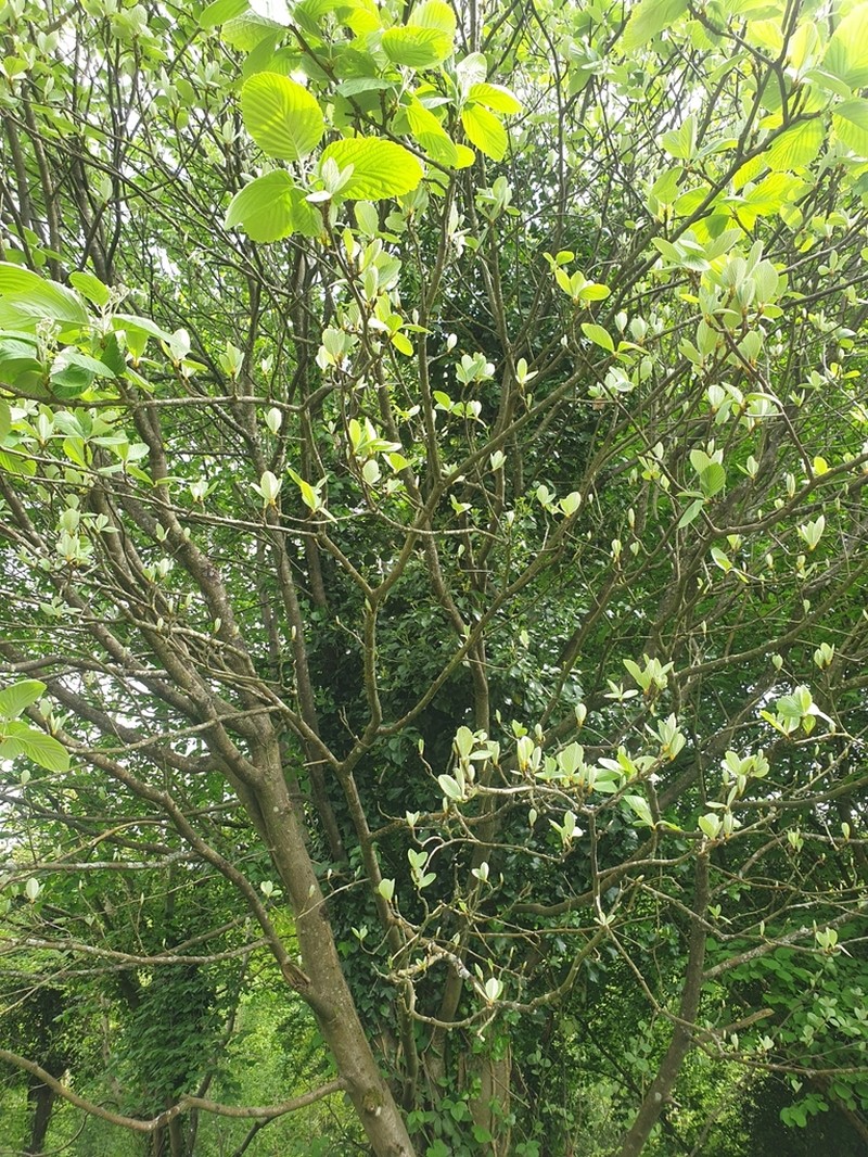 Karpatiosorbus bristoliensis photo 3