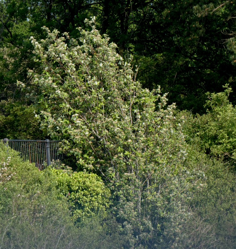 Karpatiosorbus bristoliensis photo 4