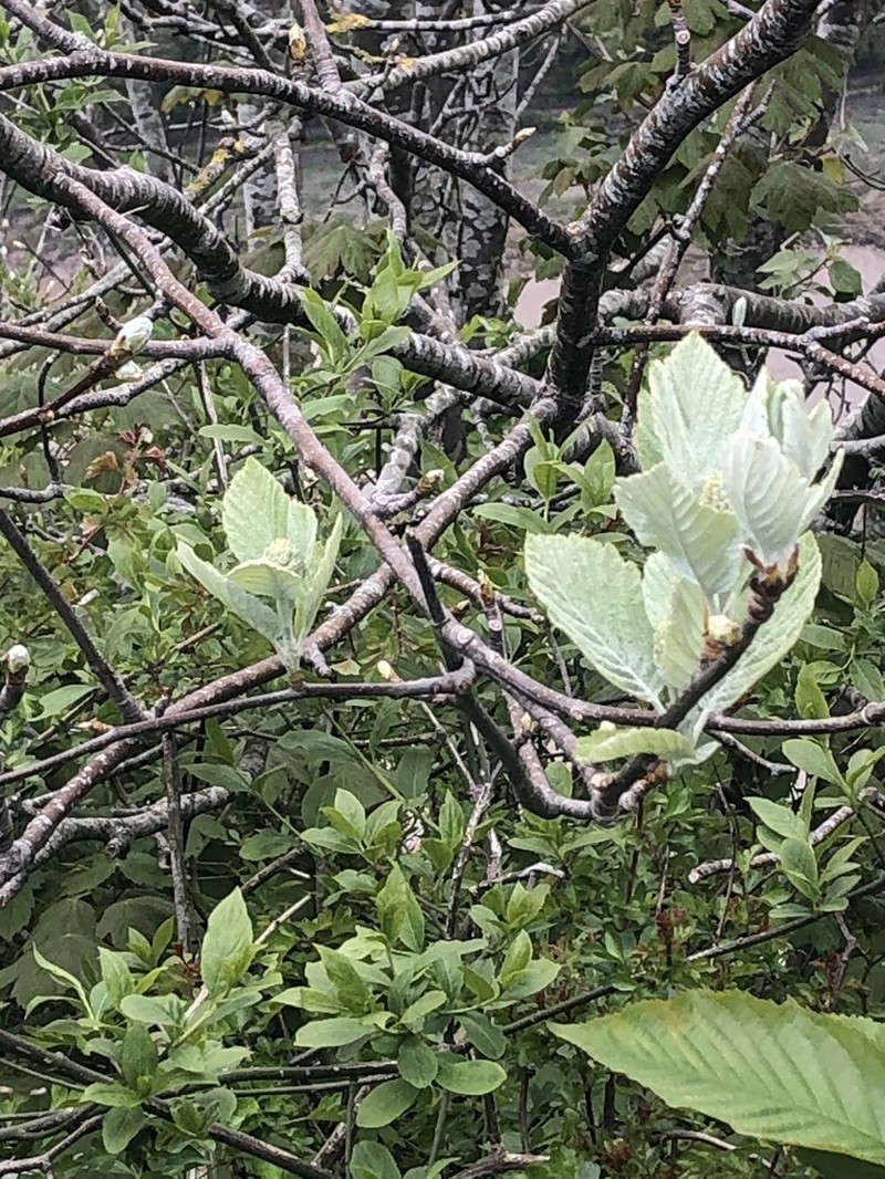 Karpatiosorbus bristoliensis photo 5