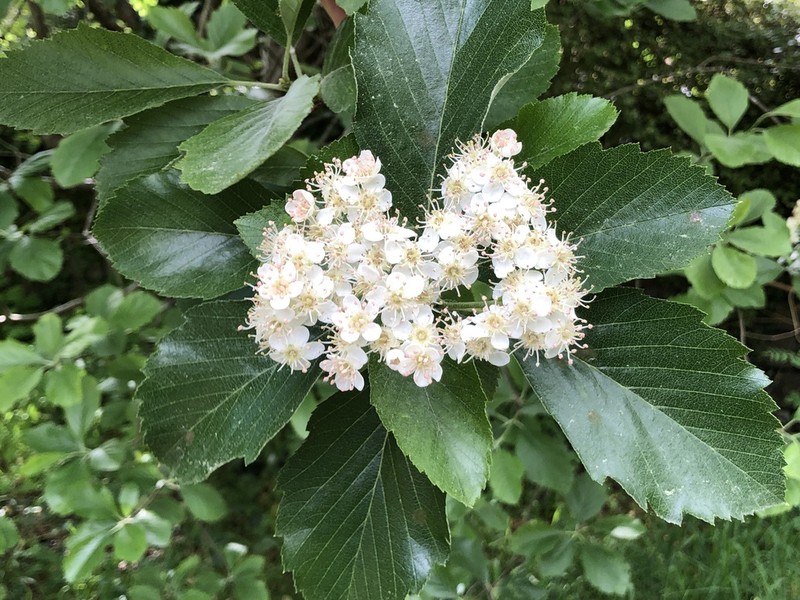 Karpatiosorbus bristoliensis photo 6