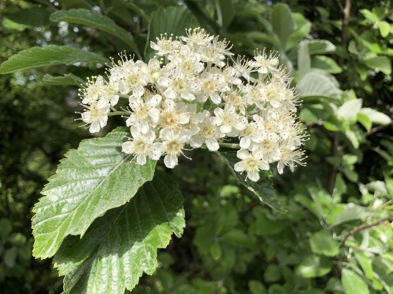 Karpatiosorbus bristoliensis photo 7