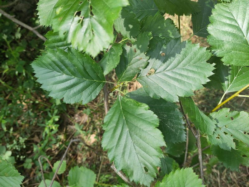 Karpatiosorbus carolipolitana photo 3