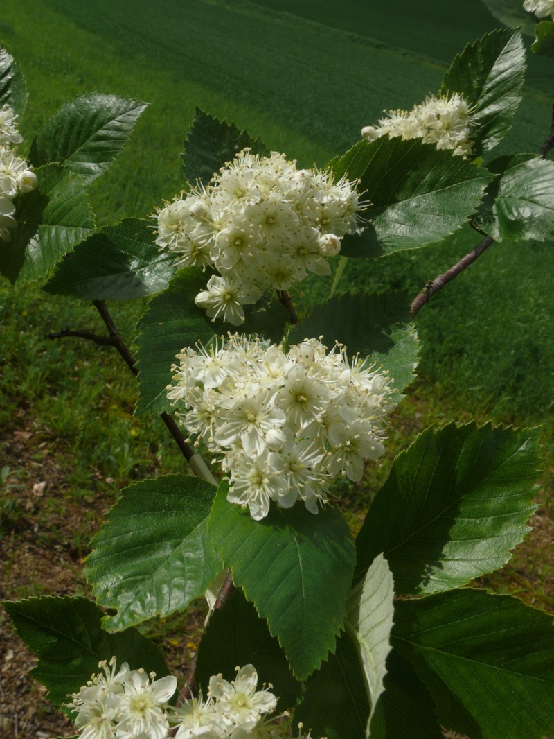 Karpatiosorbus carolipolitana