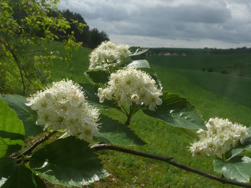 Karpatiosorbus carolipolitana photo 4