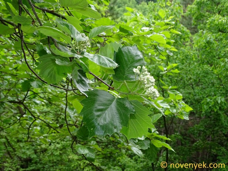 Karpatiosorbus concavifolia