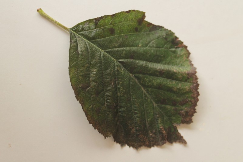 Karpatiosorbus croceocarpa