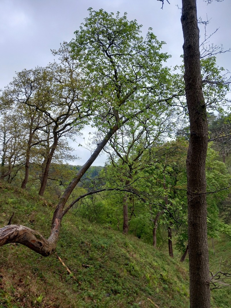 Karpatiosorbus croceocarpa photo 2