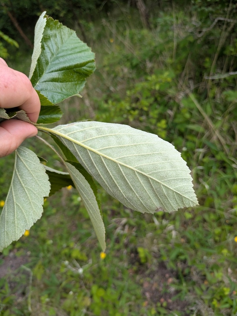 Karpatiosorbus croceocarpa photo 3