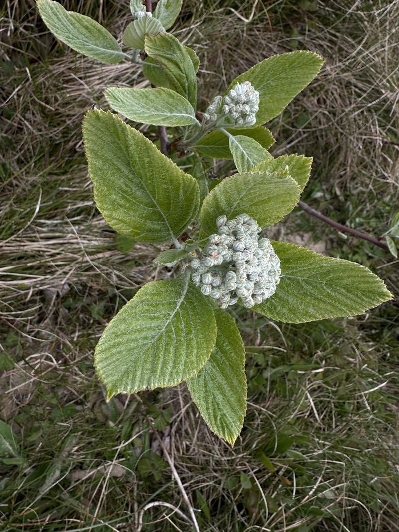 Karpatiosorbus croceocarpa photo 4