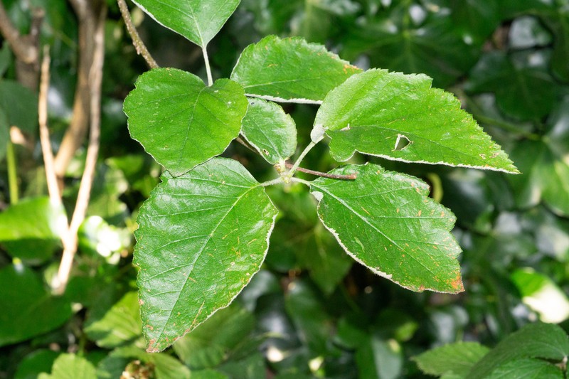Karpatiosorbus croceocarpa photo 6