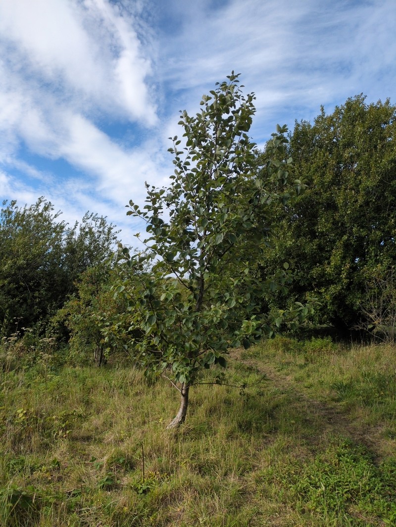 Karpatiosorbus croceocarpa photo 7