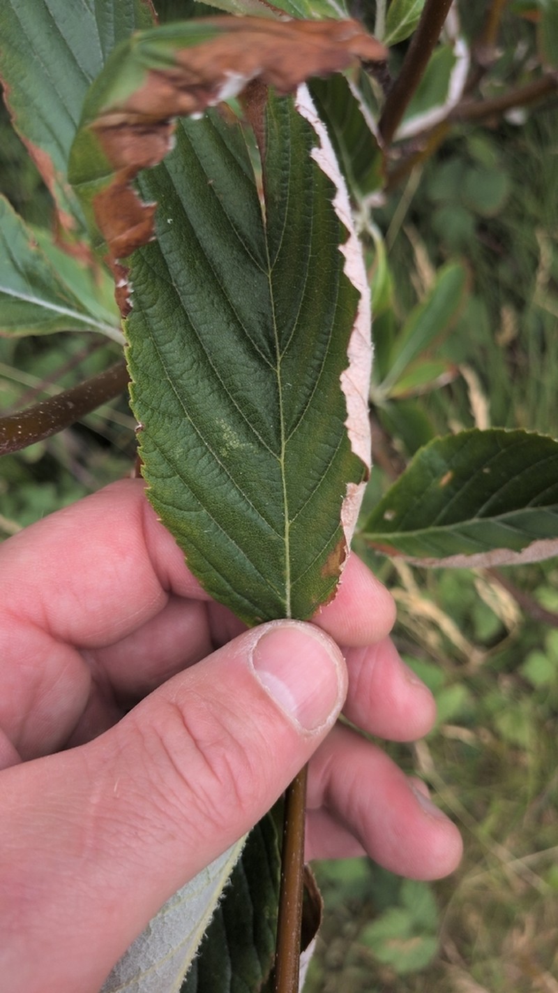 Karpatiosorbus croceocarpa photo 8