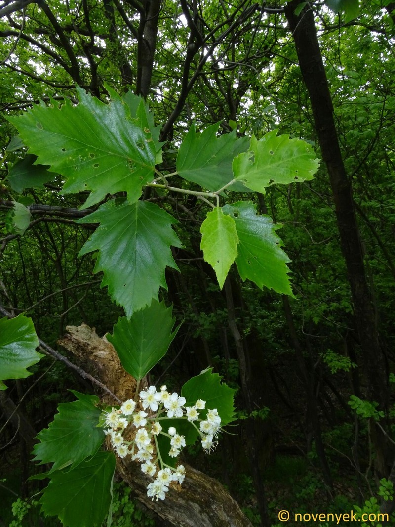 Karpatiosorbus degenii photo 2