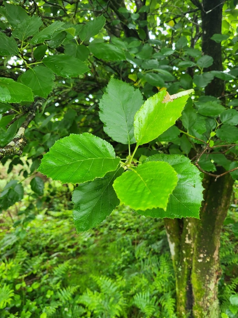 Karpatiosorbus devoniensis