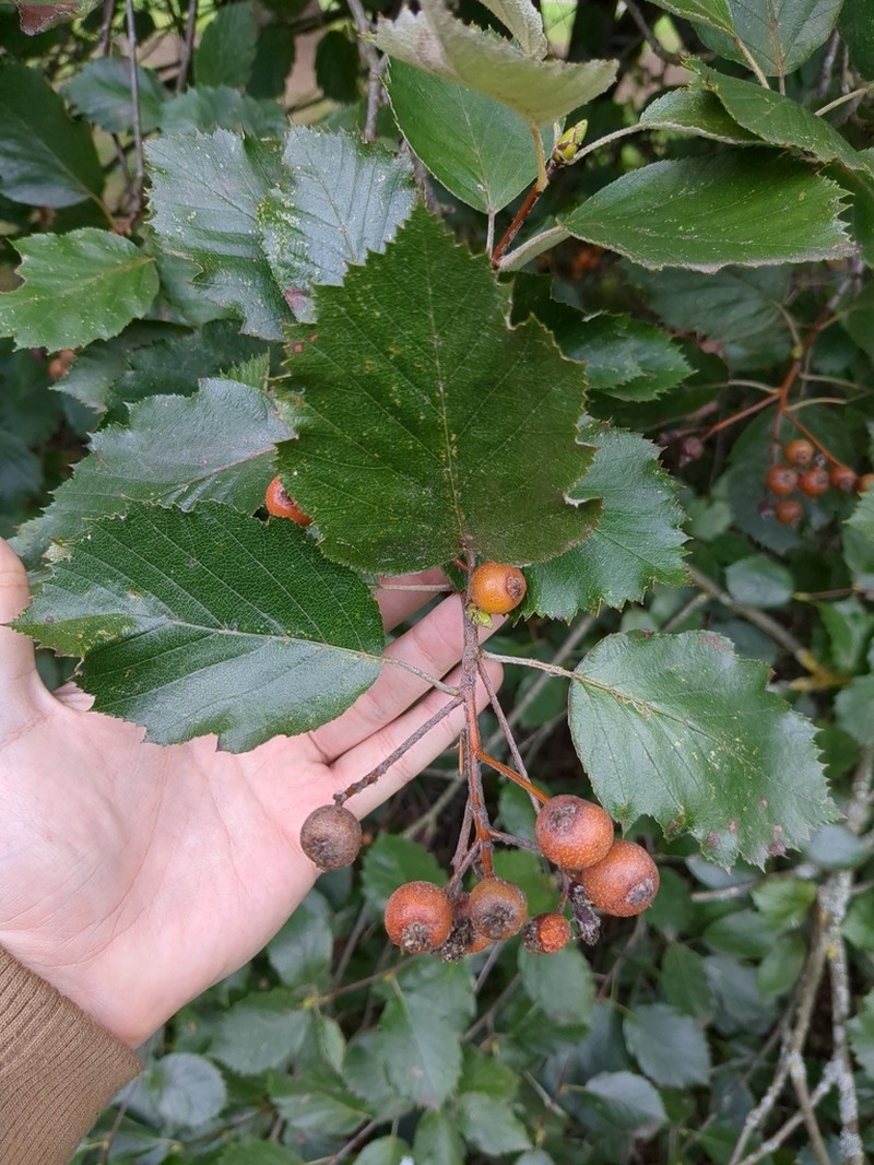 Karpatiosorbus devoniensis photo 2
