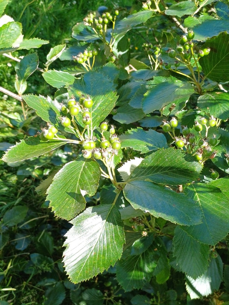 Karpatiosorbus devoniensis photo 3