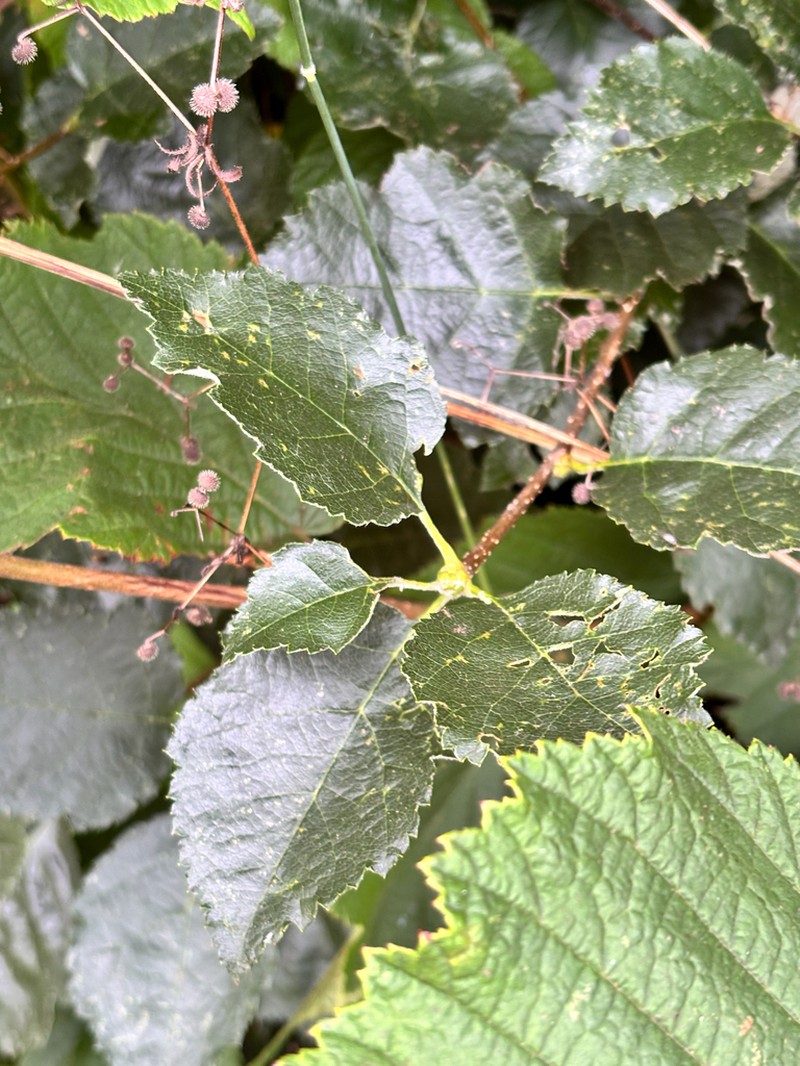 Karpatiosorbus devoniensis photo 5
