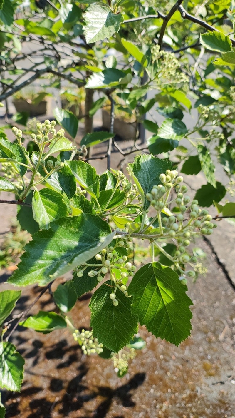 Karpatiosorbus devoniensis photo 6