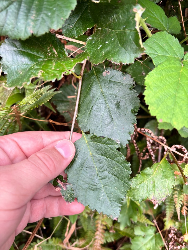 Karpatiosorbus devoniensis photo 7
