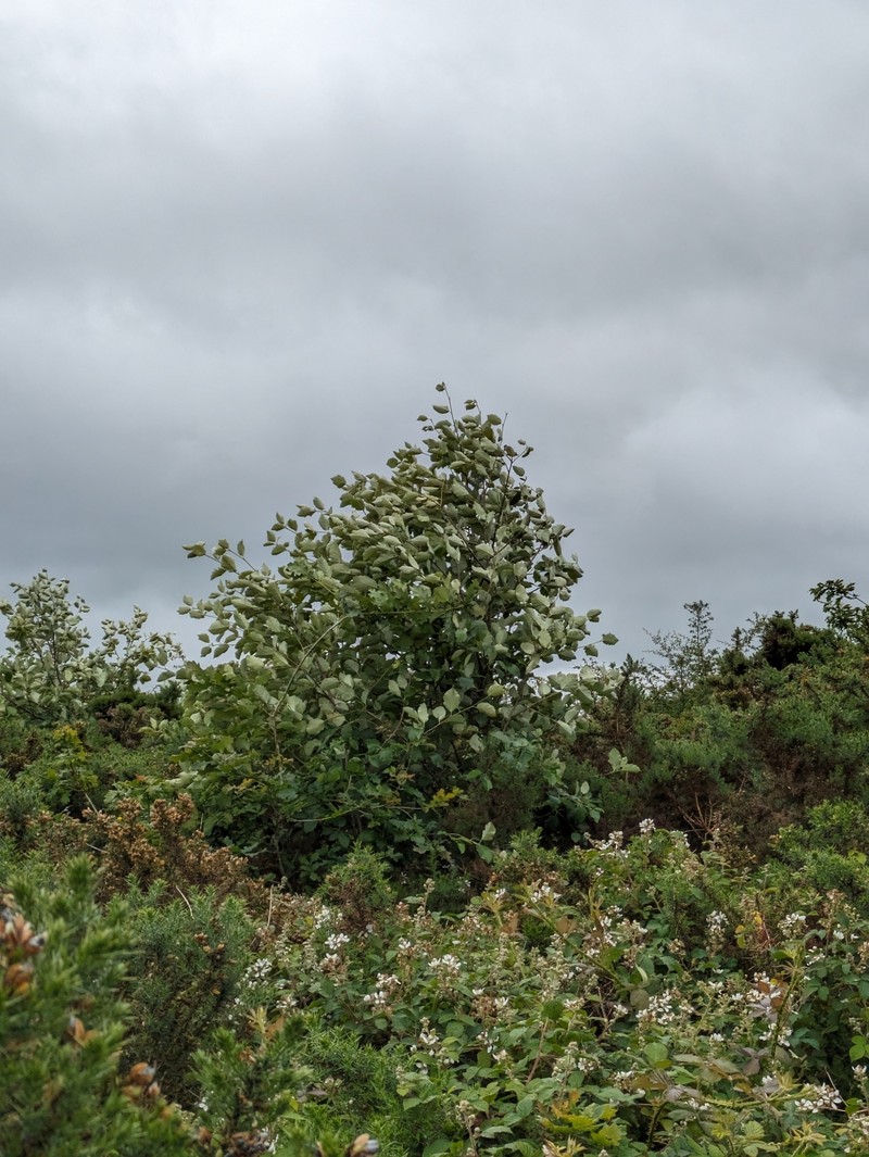 Karpatiosorbus devoniensis photo 8