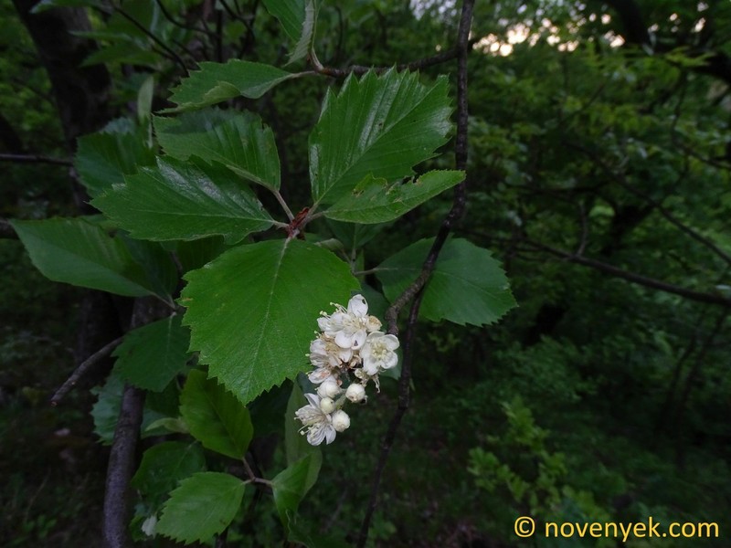 Karpatiosorbus eugenii-kelleri photo 2