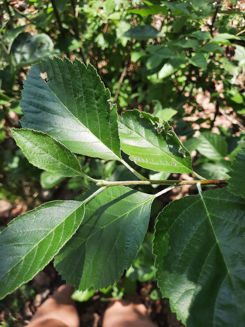 Karpatiosorbus eximia photo 2