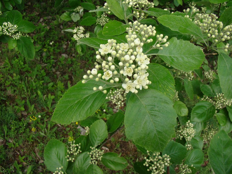 Karpatiosorbus eximia photo 4