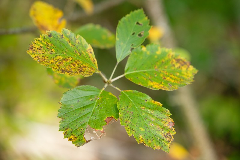Karpatiosorbus eystettensis