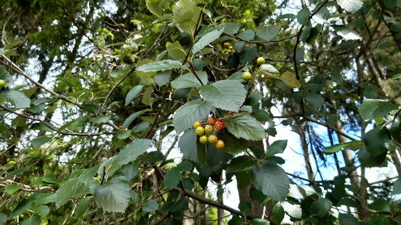 Karpatiosorbus eystettensis photo 3