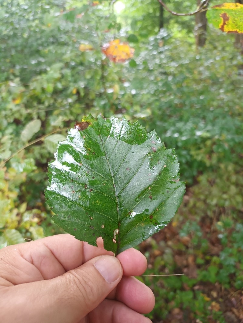 Karpatiosorbus eystettensis photo 4