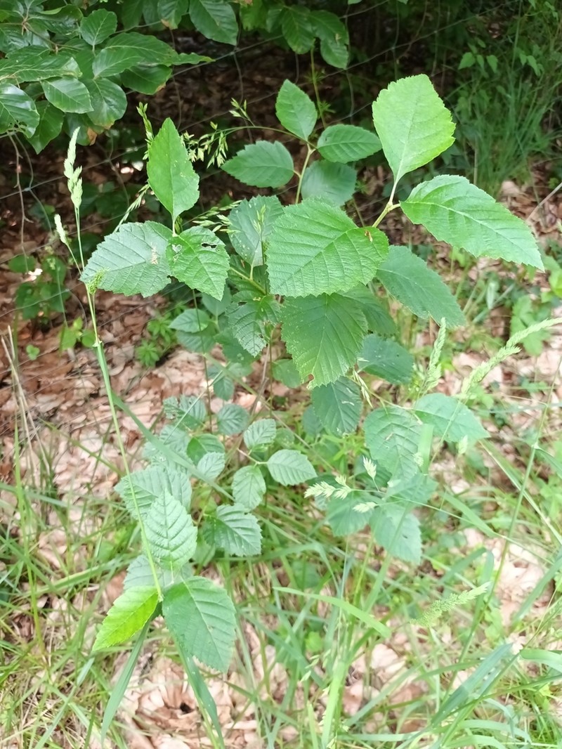 Karpatiosorbus eystettensis photo 6