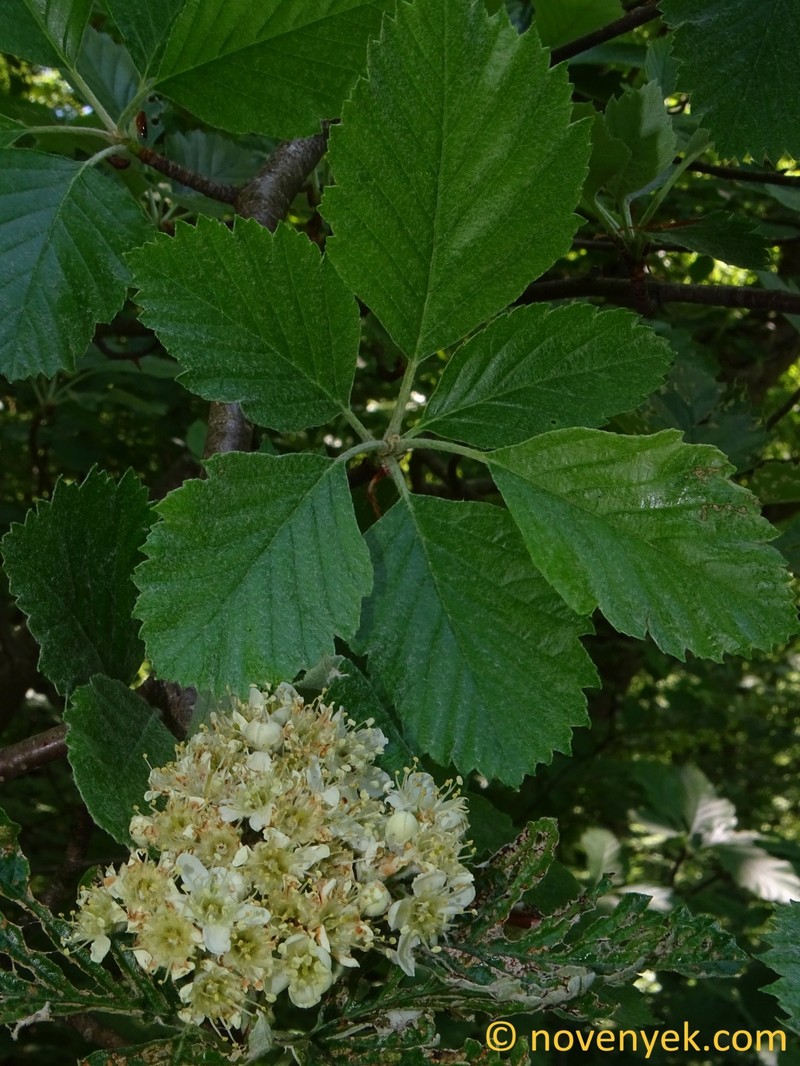 Karpatiosorbus eystettensis photo 7