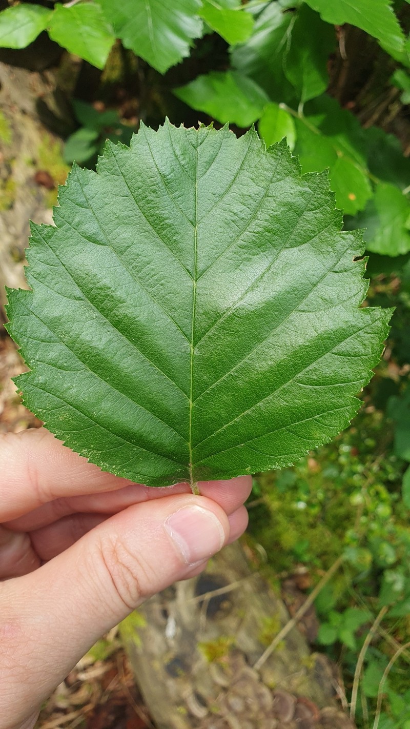 Karpatiosorbus eystettensis photo 8