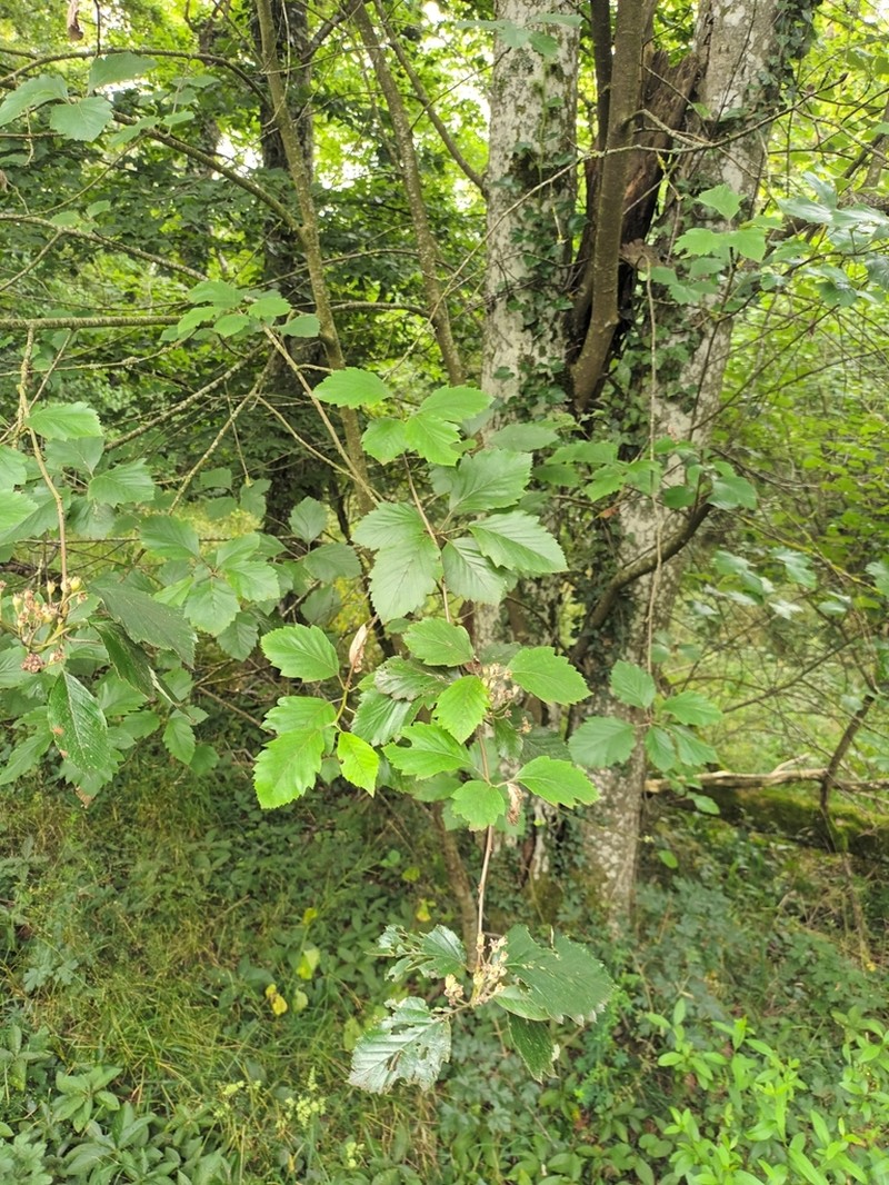 Karpatiosorbus fischeri